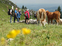 Bergfunker und Bergvieh